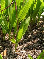 Bletilla Striata (fam. Orchidacees) (Chine) (05) (Photo F. Mrugala)